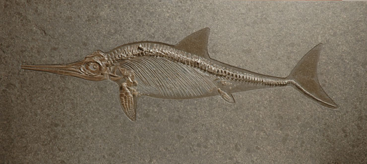 Ichthyosaur