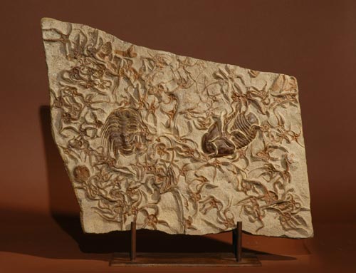 Ophiuroidae with 2 Trilobites Asafus and Selenopeltis and Crinoid Ordovician