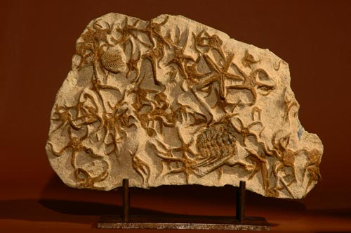 BRITTLE STARS Ophiuroidae with Asteroidae and Selenopeltis 