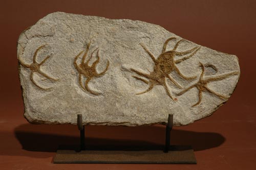 6 BRITTLE STARS Ophiuroidae