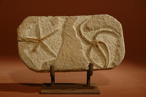 2 starfish Asteroidae and Ophiuroidae