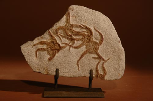 Brittle Stars Ophiuroidae