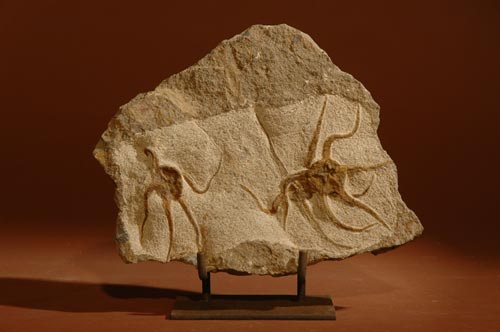 3 Brittle Stars Ophiuroidae