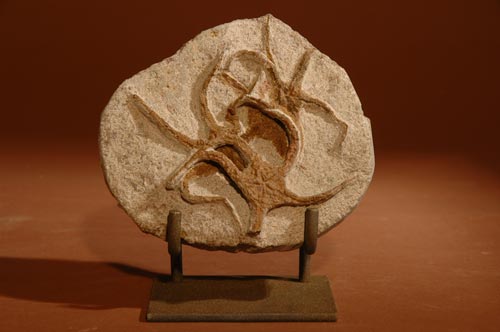 4 Brittle Stars Ophiuroidae