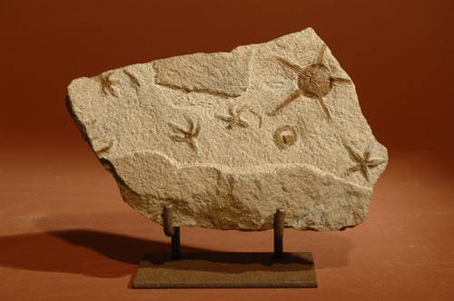 4 Starfish and Cystoid 