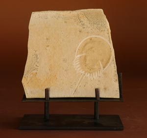 HORSESHOE CRAB �Mesolimulus walchi�