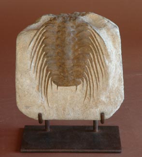 TRILOBITE &ldquo;Selenopeltis&rdquo;