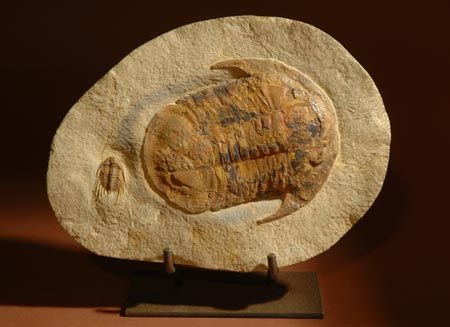 Trilobite Asafus