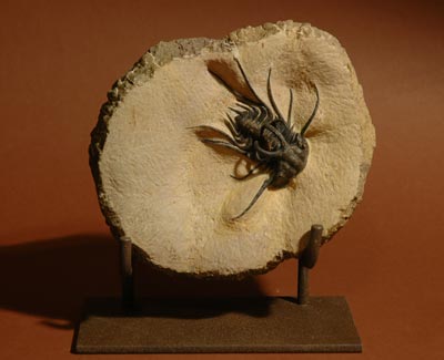 TR 1309 Dicranurus monstrosis sp.