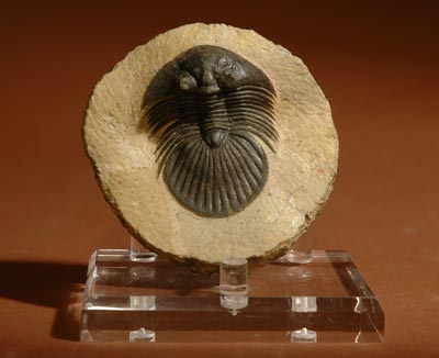 Trilobite
