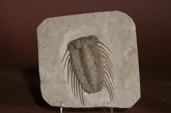 Trilobite