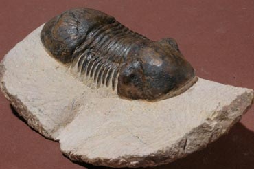 Trilobite