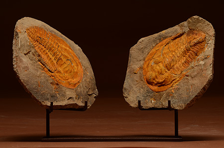 Trilobite