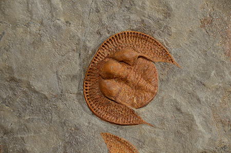 Trilobite