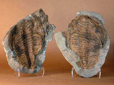 Trilobite