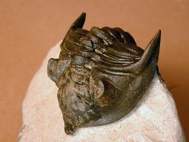 Trilobite