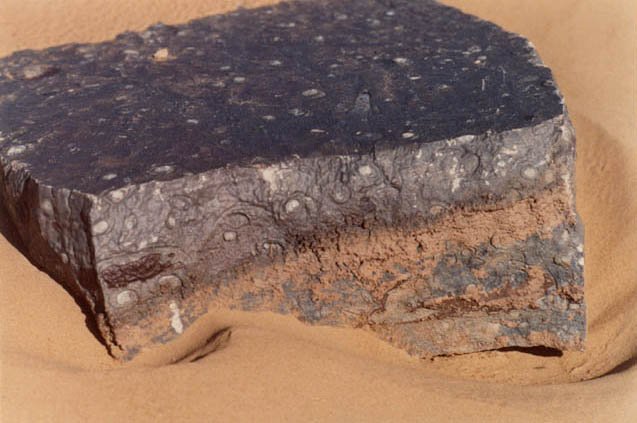<strong>Single Block of Fossilized Marble</strong><br /> Hundreds of millions of years ago parts of the Sahara Desert were covered by shallow seas. <br /> These seas were a habitat for a phenomenal number of living creatures such as these ammonites and orthoceras.
