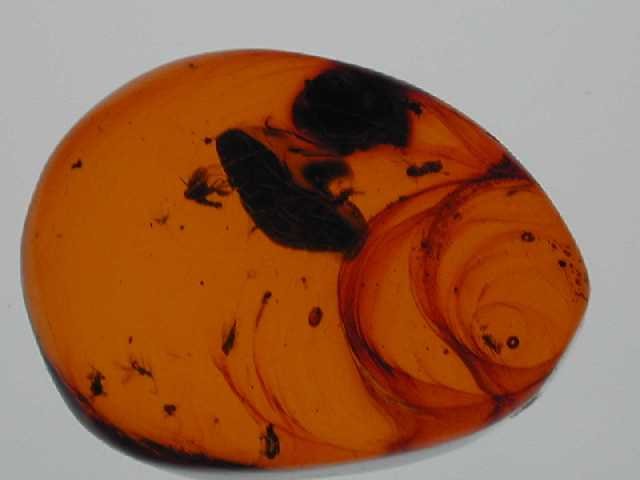 Red with insects: Beetle and many other small insects