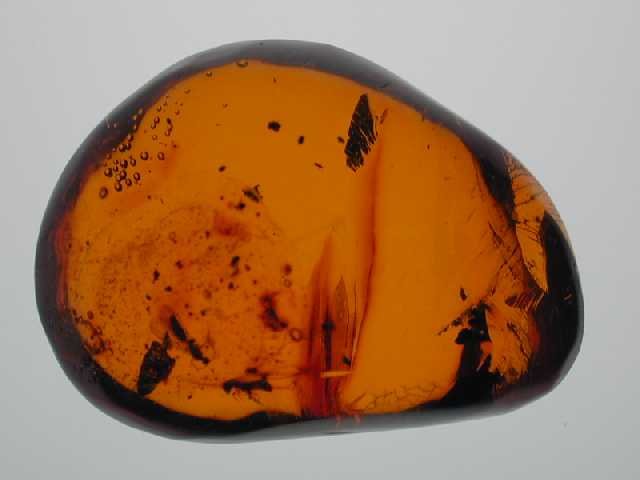 Red with insects: 1 fly and 1 mosquito