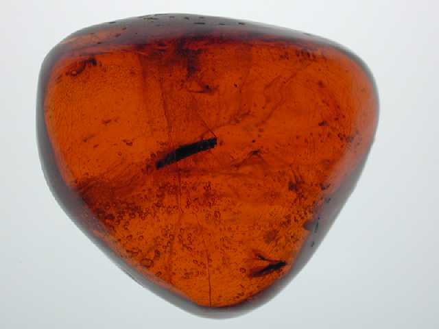 Red with insect and plant matter: 1 fly and leaves