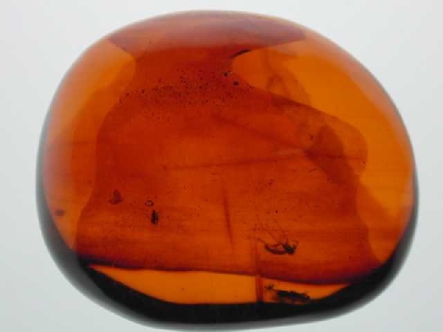 Red with insects: ant, larva and mosquito