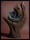 Ammonite Sculptures
