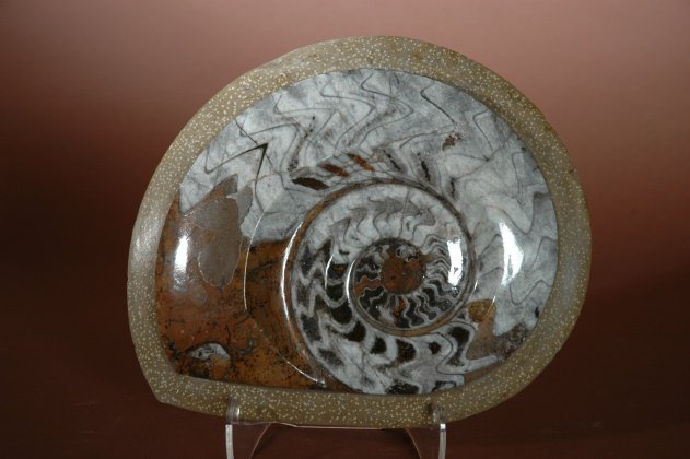 Stippled Border Ammonites