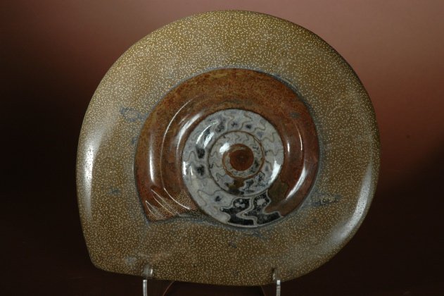 Stippled Border Ammonites