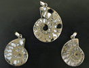 Pyritized Ammonite Earrings
