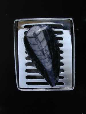 Hibachi Pin with an Orthoceras Fossil