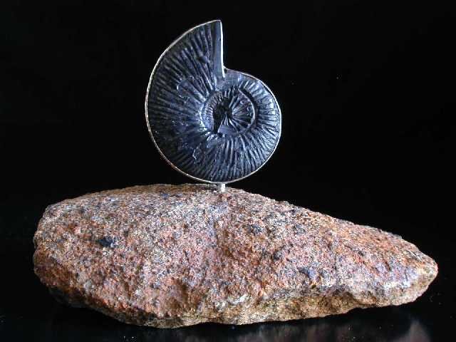 Mexican Ammonite Banded in Pure Silver on Rock