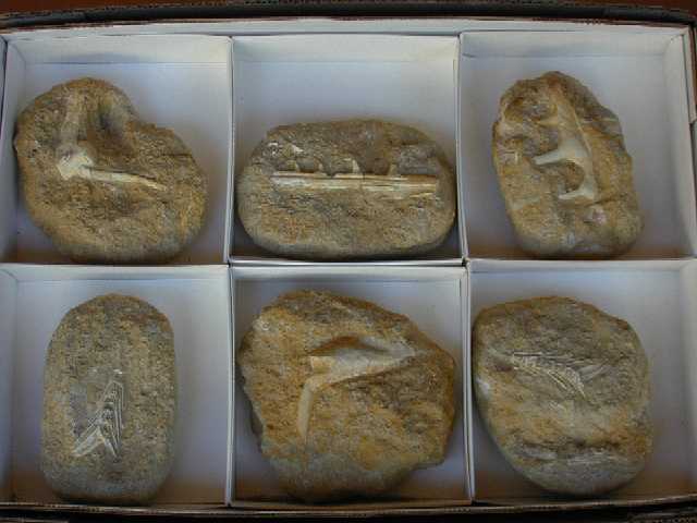 Mixed Marine Fossils in Matrix