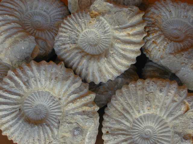 Ammonites