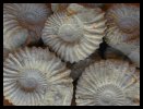 Ammonites - Atlas Mountains near Agadir, Morocco