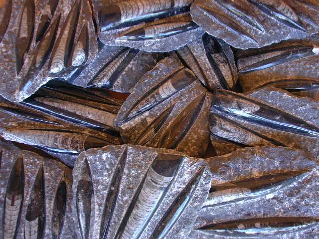 Orthoceras with Chiseled Matrix