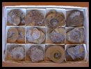Ammonites - Split Pairs