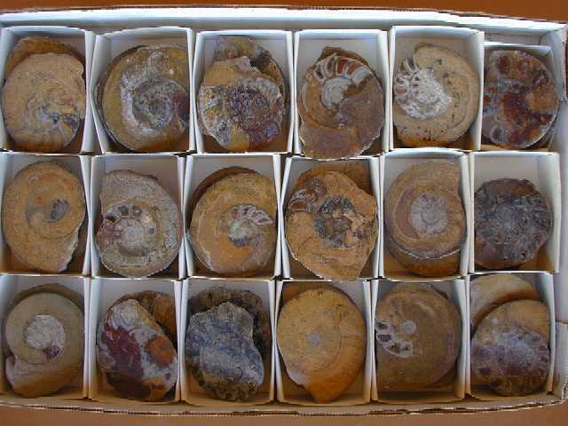Ammonites - Split Pairs