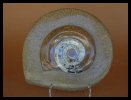Ammonite with a Stippled Border