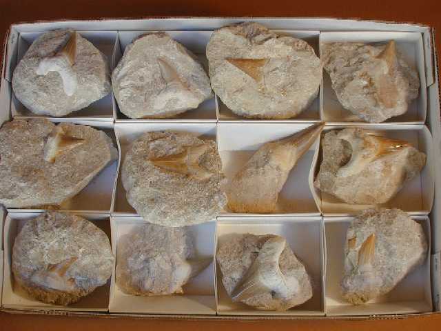 Shark Teeth in Matrix