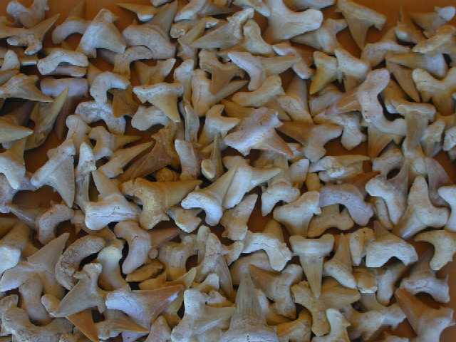 Shark Teeth
