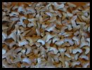 Shark Teeth