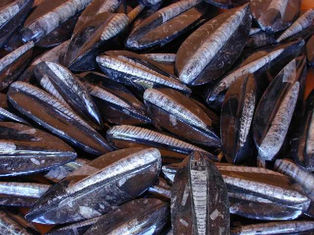 Orthoceras Sculpted Polished