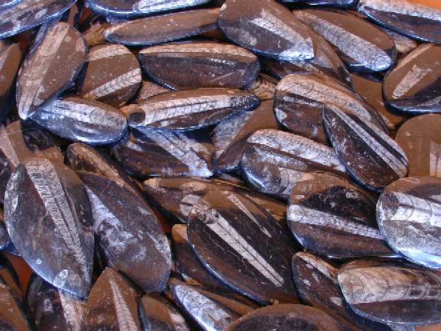 Orthoceras Flat Polished