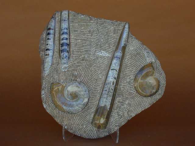 Combination Orthoceras/Ammonite Plate