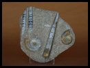 Combination Orthoceras/Ammonite Plate
