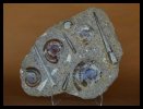 Combination Orthoceras/Ammonite Plate
