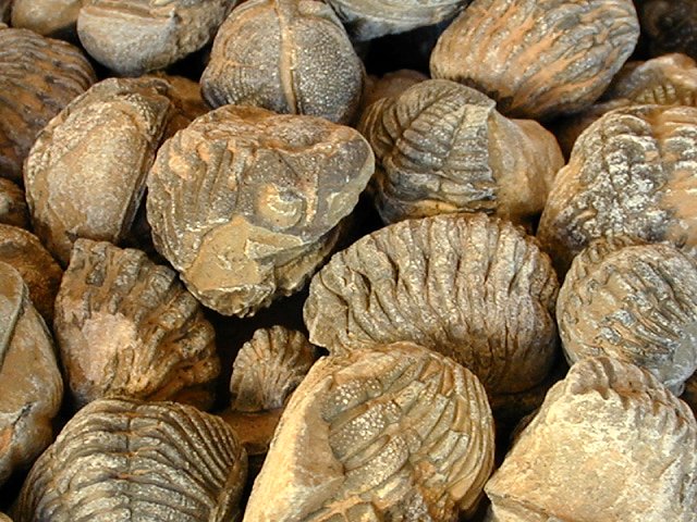 Trilobites: Phacops family